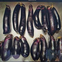 自家製無農薬朝採れたて野菜の画像