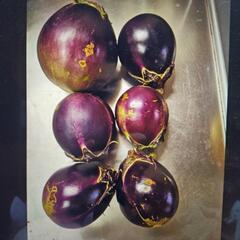 自家製無農薬朝採れたて野菜