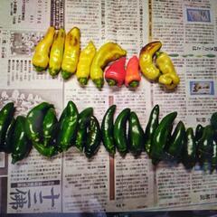 自家製無農薬朝採れたて野菜の画像