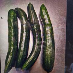 自家製無農薬朝採れたて野菜の画像