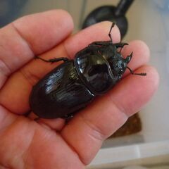 能勢産（YG）オオクワガタ　♀単品　54.1㎜　令和7年羽化　⑧の画像