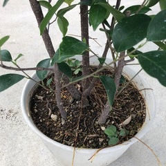 ガジュマル　観葉植物　の画像