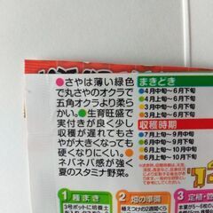 自家栽培の丸オクラの画像