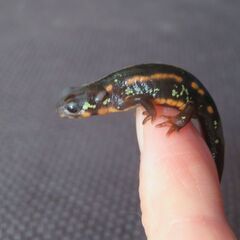 オキナワシリケンイモリ　ベビー　4匹セットの画像