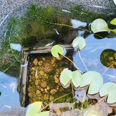 エメキン選外 稚魚 6匹 の画像