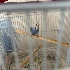 セキセイインコをもらってくれる人を探しています。