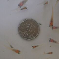 メダカ　子雪稚魚　４０匹以上の画像
