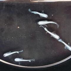 エメキン選外 稚魚 6匹 の画像