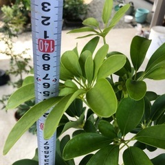 カポック　観葉植物　大きいの画像