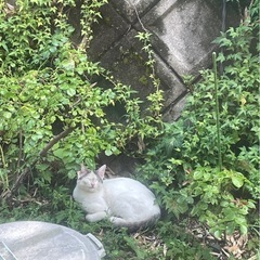 里親様、預かり様　急募‼️