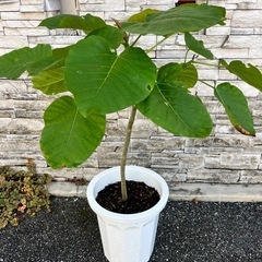 ウンベラータ②の画像