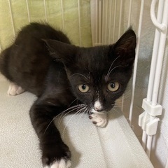 人慣れ修行中の白黒ちゃん　2ヶ月 - 猫