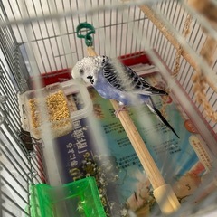 セキセイインコをもらってくれる人を探しています。