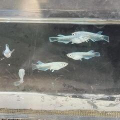 エメキン選外 稚魚 6匹 の画像