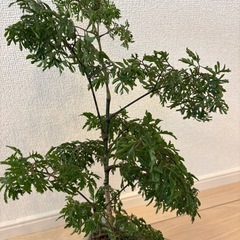 観葉植物　小型の画像