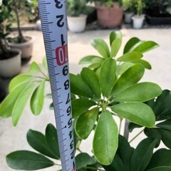 カポック　観葉植物の画像