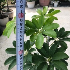 カポック　観葉植物の画像