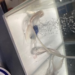 ヒレ長く　値下げします、の画像