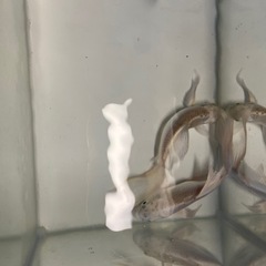 ヒレ長く　値下げします、の画像