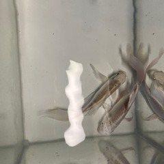 ヒレ長く　値下げします、の画像