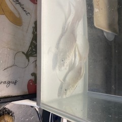 ヒレ長く　値下げします、の画像