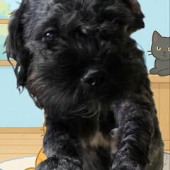 保護犬の里親募集