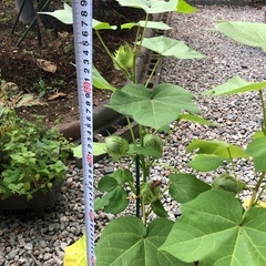 綿花　花　観葉植物　の画像