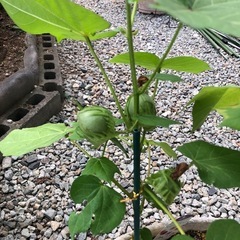 綿花　花　観葉植物　の画像