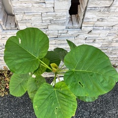 ウンベラータ③の画像