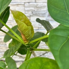 ウンベラータ③の画像