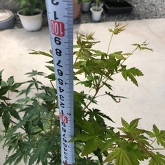 もみじ　 山紅葉　庭木の画像