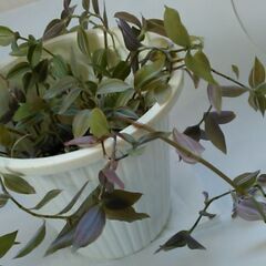 観葉植物（2）の画像