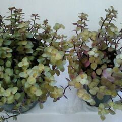観葉植物（2）の画像