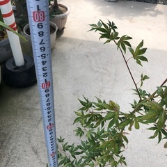 もみじ　 山紅葉　庭木の画像