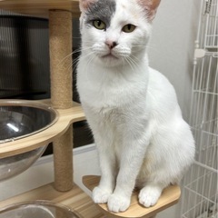 姉妹猫　ことちゃん・おとちゃん2歳の女の子