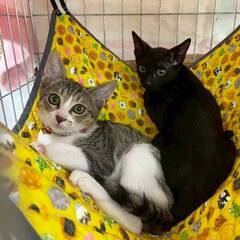 in岡崎市☆子猫がいっぱい☆保護猫達を暖かいオウチに迎えよ…