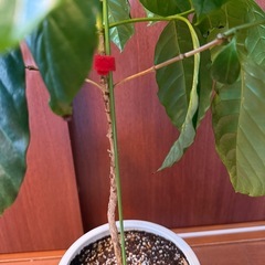 お話し中【観葉植物】コーヒーの木 59cm 陶器鉢 の画像