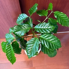 お話し中【観葉植物】コーヒーの木 59cm 陶器鉢 の画像
