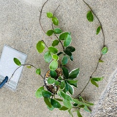 　鉢ごとお渡し　ホヤ　屋外バキバキっ子　観葉植物　多肉植物　ホヤリップカラー　の画像