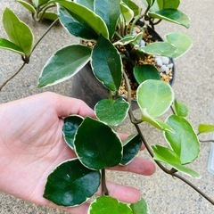 　鉢ごとお渡し　ホヤ　屋外バキバキっ子　観葉植物　多肉植物　ホヤリップカラー　の画像