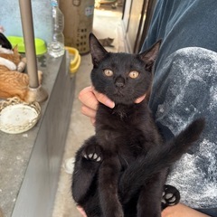 里親さん探してます。