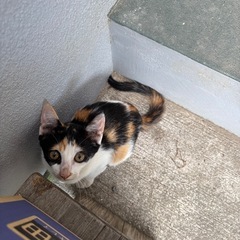 里親さん探してます。