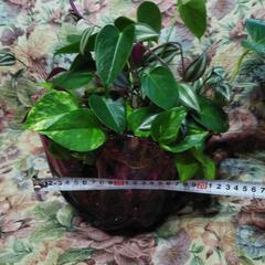 観葉植物の画像