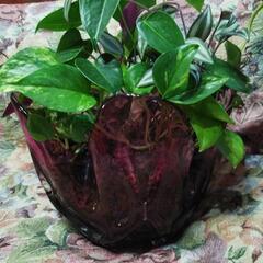 観葉植物の画像