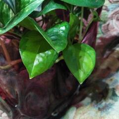 観葉植物の画像