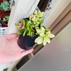 鉢のままお渡し　多肉植物　桜吹雪　バンキング仕様　の画像