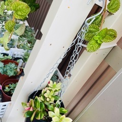 鉢のままお渡し　多肉植物　桜吹雪　バンキング仕様　の画像