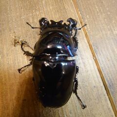 昆虫ショップKINGDAM🌟Mタランドゥス84㍉ペアＴ血統の画像