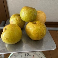 梨の画像