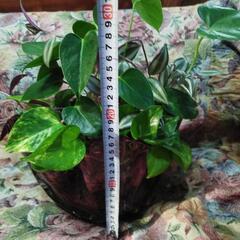 観葉植物の画像